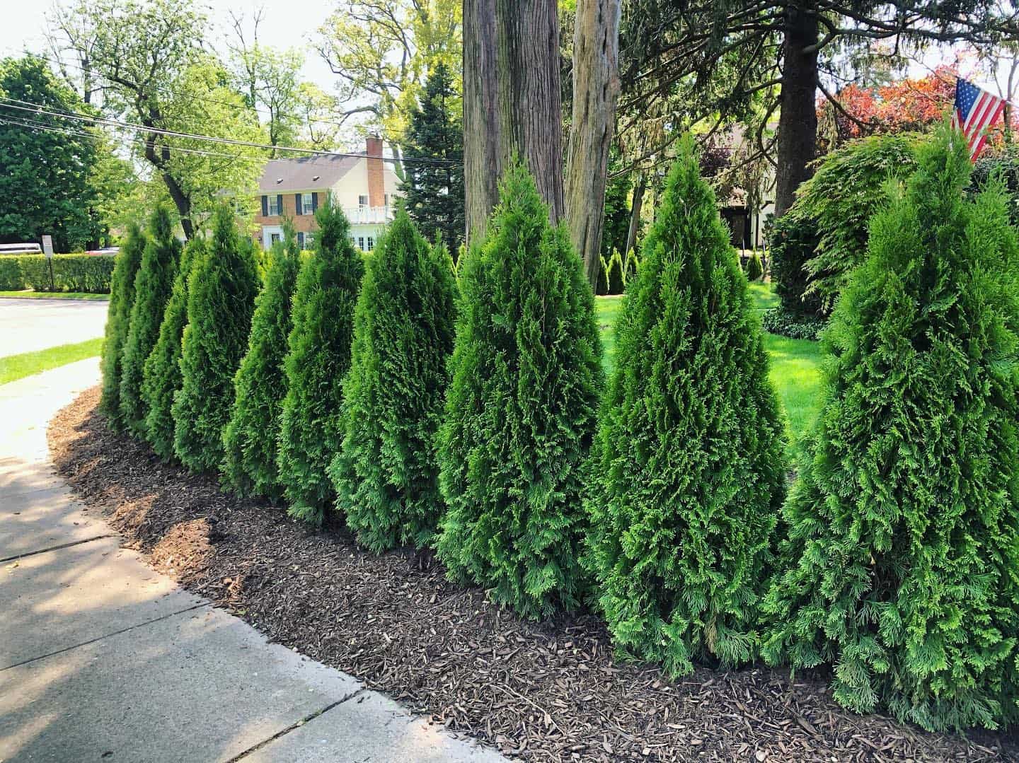 Overall Best Privacy Trees